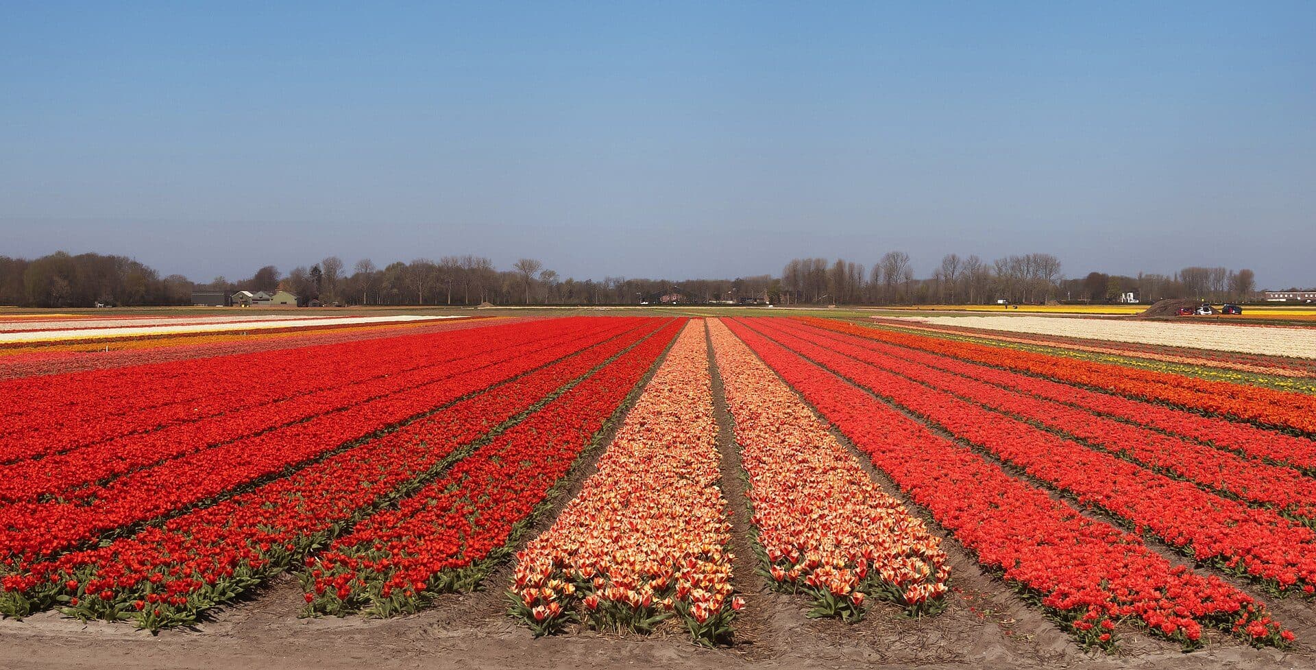 Commercial tulip bulb fields in bloom near Lisse, in stripes of red and yellow running to the horizon